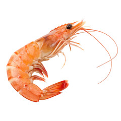 shrimp isolated PNG or Transparency Background	