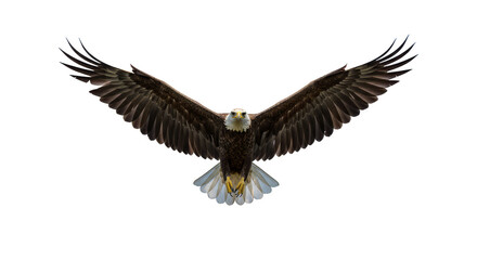Fototapeta premium Majestic Eagle Soaring With Wings Spread Isolated on Transparent Background
