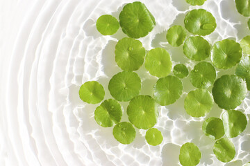 Gotu Kola (Centella asiatica), a medicinal herb floating gracefully on clear water. Sunlight...