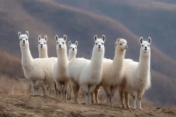 Verduisterende gordijnen a group of llamas standing on a hill © mizmizstk