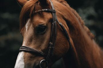 Fototapeta premium a close up of a horse's head with a bridle