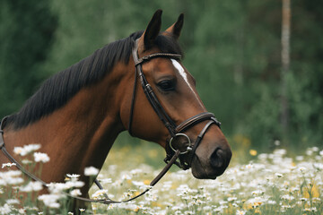 Obraz premium a horse with a bridle standing in a field of flowers