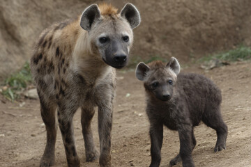 a hyena and a baby hyena standing in a dirt field