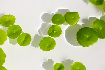 Gotu Kola (Centella asiatica), a medicinal herb floating gracefully on clear water. Sunlight reflecting on the water