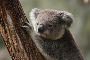 a koala bear is climbing a tree