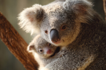 Naklejka premium a koala holding a baby in its arms