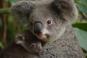 Naklejka premium a koala holding a baby koala in its arms
