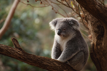 a koala bear sitting on a tree branch