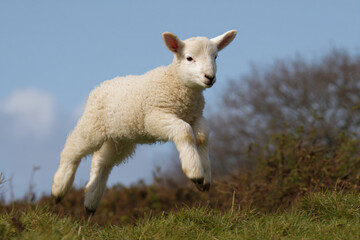 Obraz premium a lamb running in a field with trees in the background
