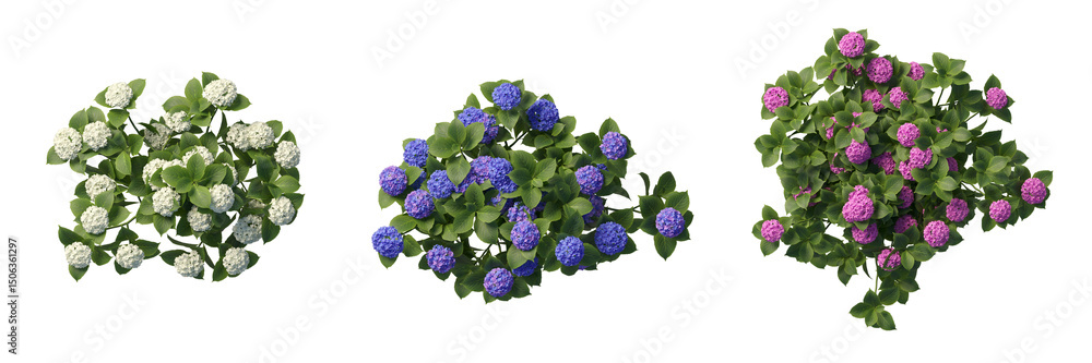 Aufkleber cut out realistic hydrangea collection top view on transparent backgrounds. high quality 3d renderin