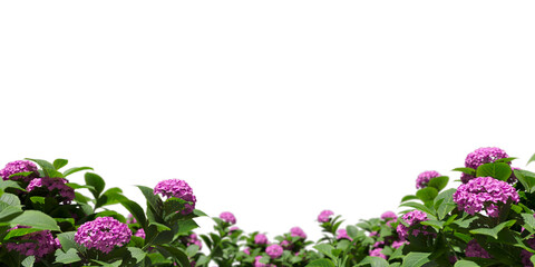 Cut out realistic pink hydrangea collection on transparent backgrounds. high quality 3d rendering. png format	