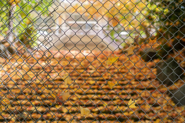 Fallen autumn leaves clinging to a chain link fence