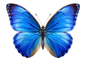 Obraz premium beautiful blue butterfly isolated on white background