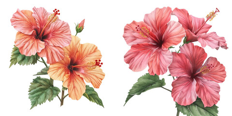 hibiscus flowers watercolor vector illustration