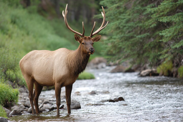 a deer standing in a stream in the woods