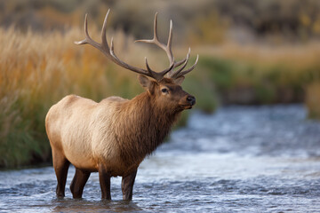 Obraz premium a large elk standing in a river with a lot of water