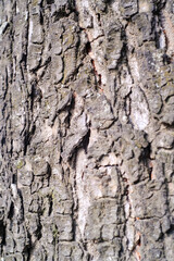 Macrophotography side view of tree bark. Closeup shot of mossy and cracked tree bark due to the...