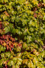 Wall covered with colorful ivy changing colors in autumn