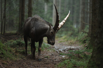 a horned animal with long horns walking through a forest