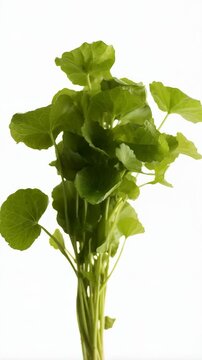 Fresh green gotu kola plant, bunch of herbs for culinary and medicinal uses, on white background, healthy ingredient, detail