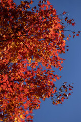 Vibrant red maple leaves changing color against blue sky in autumn