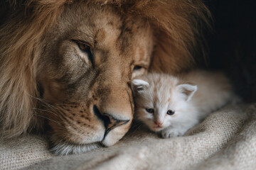 a cat and a lion are laying on a blanket