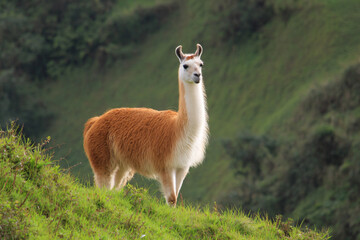Obraz premium a llama standing on a grassy hill with a mountain in the background