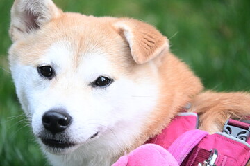 portrait of shiba inu