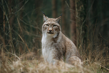 Fototapeta premium a lynx sitting in the grass in a forest