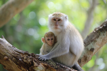 a monkey sitting on top of a tree branch