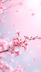 Fototapeta premium Delicate Pink Cherry Blossoms Falling Petals Springtime Floral Beauty Nature Photography