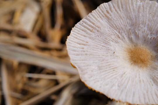 Macro shot of Pleated inkcap mushroom in bloom. Closeup shot of Parasola plicatilis mushroom with negative space. Poisonous mushrooms in nature. Science and natural ecosystems