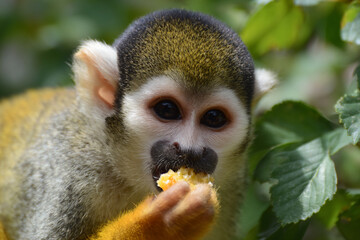 Fototapeta premium a small monkey eating a piece of food