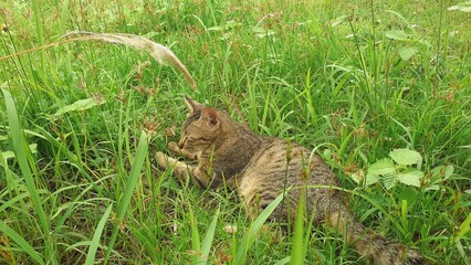 Cats are hunting in nature.
