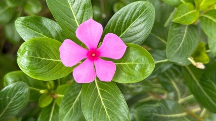 A bright pink Madagascar Periwinkle blooms amongst vibrant green foliage in a natural setting