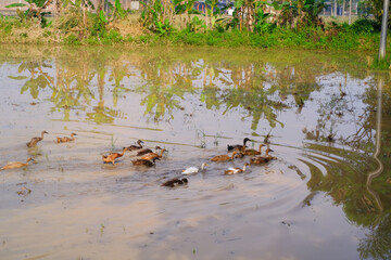 A flock of ducks swimming in a pond and causing water ripples. Closeup shot of ducks swimming together in the water to find food. Natural habitats and ecosystems. Negative space