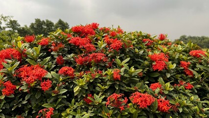Abundant bunches of tiny red Ixora flowers bloom profusely with green leaves against overcast sky