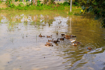 A flock of ducks swimming in a pond and causing water ripples. Closeup shot of ducks swimming together in the water to find food. Natural habitats and ecosystems. Negative space