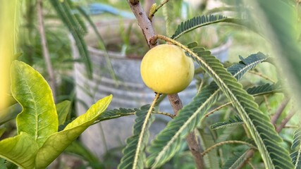 Amla fruit on a tree branch shows its distinctive shape, skin, and clustered leaves