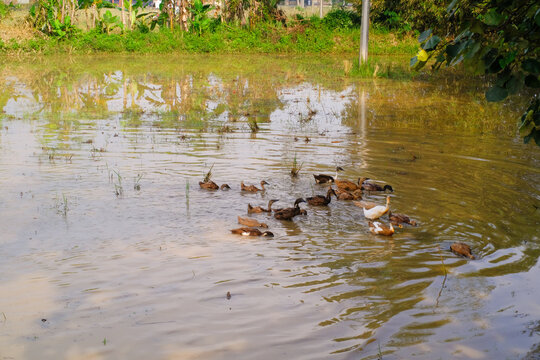 A flock of ducks swimming in a pond and causing water ripples. Closeup shot of ducks swimming together in the water to find food. Natural habitats and ecosystems. Negative space
