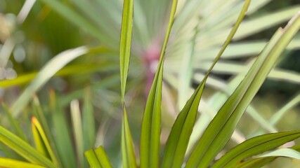 Naklejka premium Bright green saw palmetto fronds extend toward the viewer with a soft blurred background