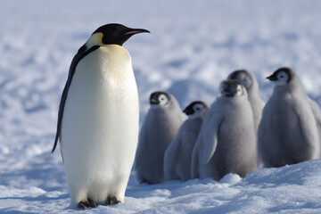 Obraz premium a penguin standing in the snow with a group of penguins