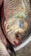 Close up captures the iridescent detail and texture of a freshly caught fish