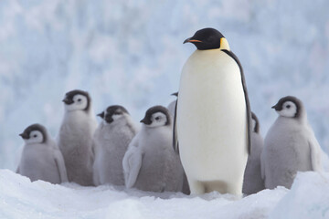 Obraz premium a group of penguins standing in the snow