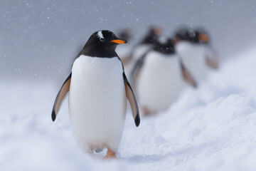 Obraz premium a group of penguins walking in the snow