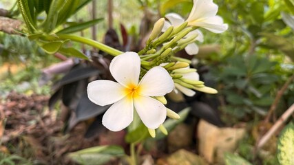 Close up of pristine white frangipani flowers with yellow centers blooming naturally