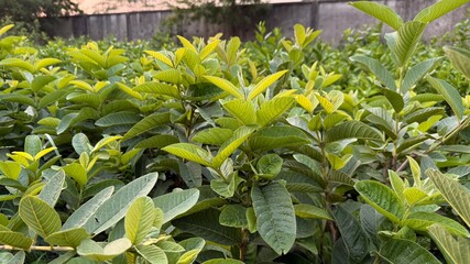 Close up shows guava leaves on branches that are growing in the daytime