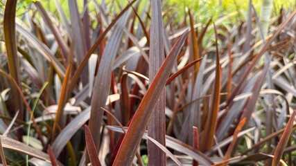 Close up shows a cluster of dark brown and orange New Zealand Flax