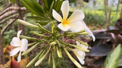 Obraz premium Close up shows white and yellow plumeria flowers blooming on the plant outdoors