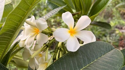 Closeup reveals delicate white frangipani blossoms with vibrant yellow centers amid lush green...